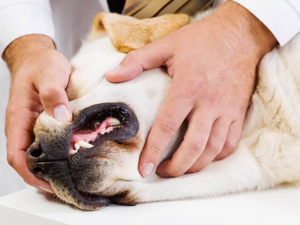 Dog with jaw cancer