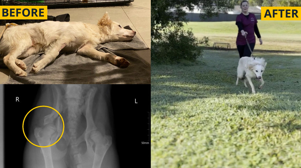 turmeric for inflammation in dogs - dog recovers from broken pelvis with turmeric dog bites by Dr Doug - dog walking in 3 weeks