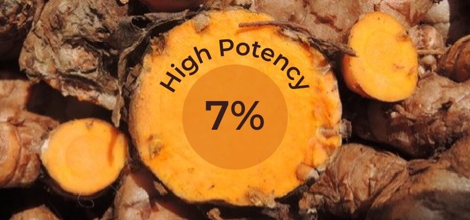 Benefits of high-potency 7% Curcumin Turmeric powder vs store bought Turmeric powder