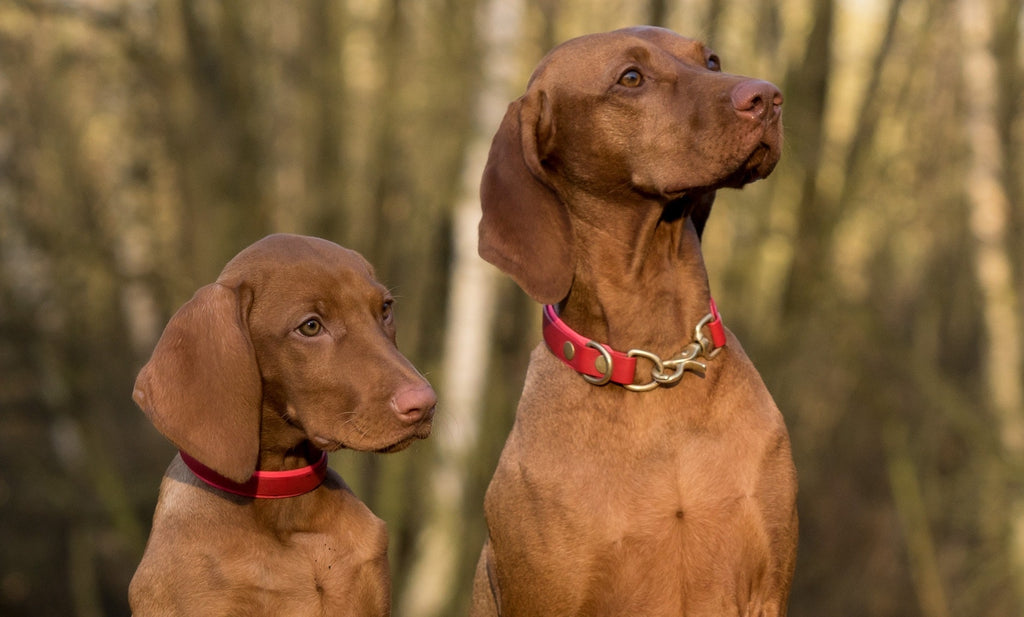 Turmeric has so much to offer, and your dog deserves the best. By choosing turmeric, you are choosing improved health and a long, happy life for your furry best friend.